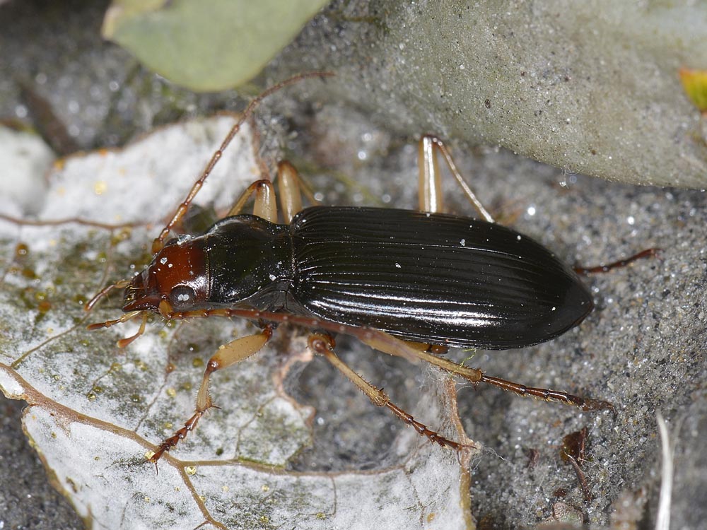 Nebria picicornis